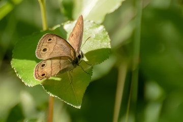 Close-Up of a Butterfly and a Flower