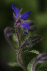 butterfly on a flower