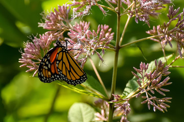 Close-Up of a Butterfly and a Flower