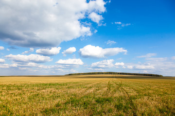 Obraz premium field and blue sky