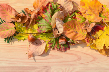 Wunderbares Herbstlaub farbig auf Holz Hintergrund mit Haselnuss und Buchecker Schale