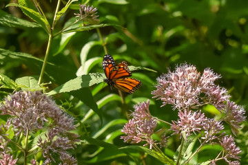 Close-Up of a Butterfly and a Flower