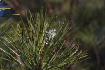 Pine Needles with Snow