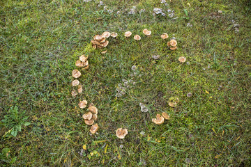  A fairy ring, also known as fairy circle, elf circle, elf ring or pixie ring, is a naturally...