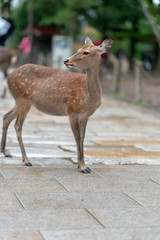 Deer in Nara