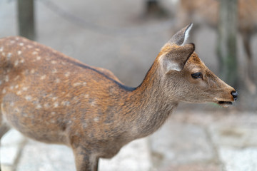 Deer in Nara