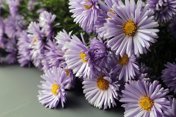View of beautiful violet flowerson a gray background, soft focus on lavender flowers, close-up.