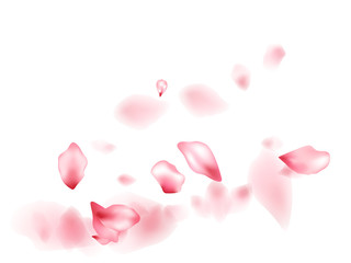 Pink sakura flower flying petals isolated on white vector background.