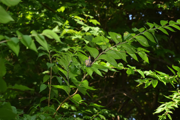 Fototapeta na wymiar Close-Up of Two Butterflies Matings