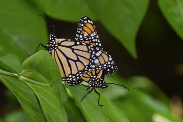 Close-Up of Two Butterflies Matings