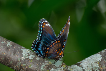 Close-Up of a Butterfly Perched on a Leaf