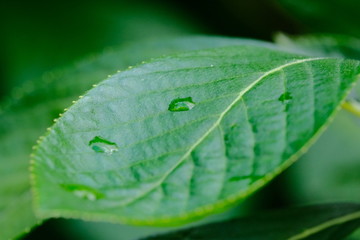 Dewey leaf macro