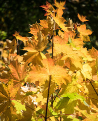 Buntes Herbstlaub
