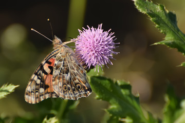 Close-Up of a Butterfly and a Flower