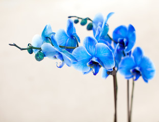Fototapeta na wymiar blue flowers on white background