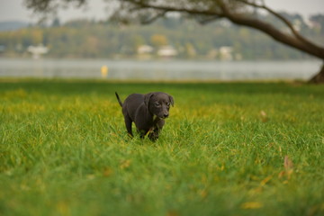Whippet puppy running in the grass 5