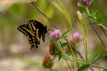 Close-Up of a Butterfly and a Flower