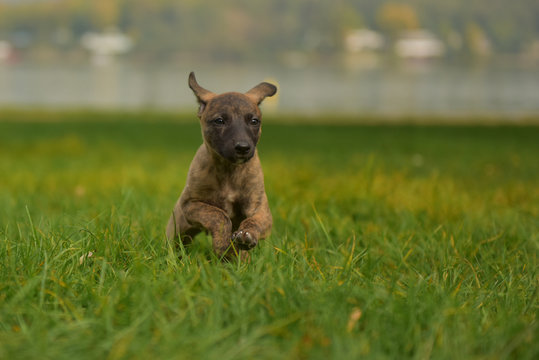 Whippet puppy running in the grass 3