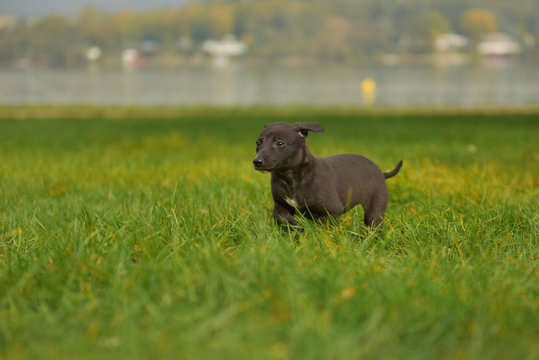 Whippet puppy running in the grass 2