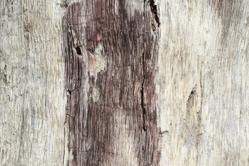 The trunk of an aspen without bark, affected by insects and atmospheric phenomena in natural conditions. Original embossed pattern. Natural background