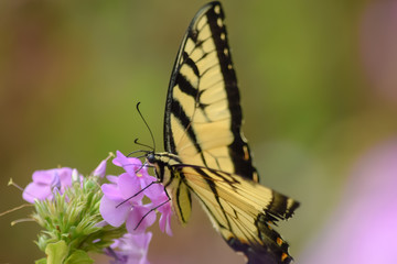 Close-Up of a Butterfly and a Flower