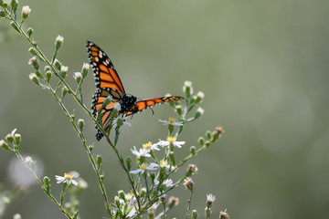 Close-Up of a Butterfly and a Flower