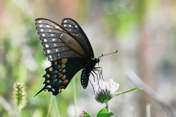 Close-Up of a Butterfly and a Flower