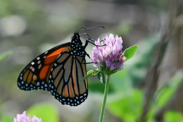 Close-Up of a Butterfly and a Flower