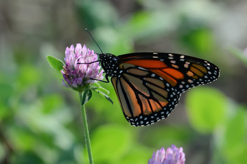 Obraz premium Close-Up of a Butterfly and a Flower