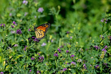 Close-Up of a Butterfly and a Flower