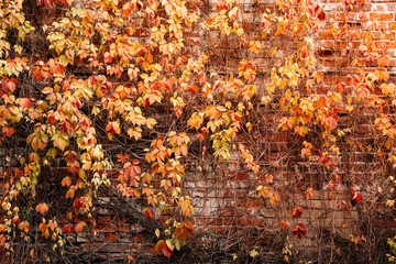 branches of trees and shrubs in bright leaves on a brick wall