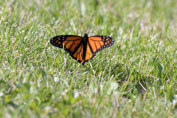 Close-Up of a Butterfly and a Flower