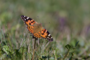 Close-Up of a Butterfly and a Flower