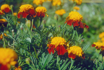 marigolds