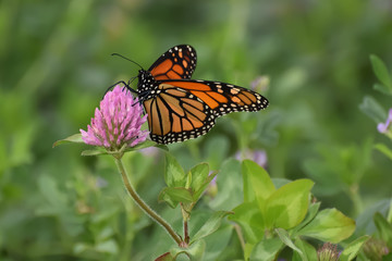 Close-Up of a Butterfly and a Flower