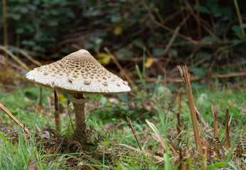 Wild Forest Mushroom