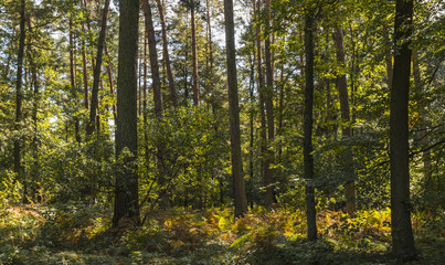 the beginning of the Golden Polish Autumn