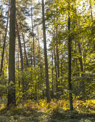 the beginning of the Golden Polish Autumn