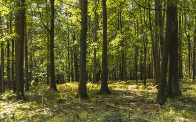 Fototapeta premium the beginning of the Golden Polish Autumn