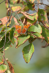 Close-Up of a Butterfly and a Flower