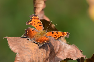 Close-Up of a Butterfly and a Flower