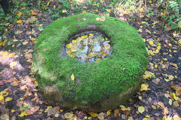 Sacred pagan stone - altar in ancient Lithuanian wood