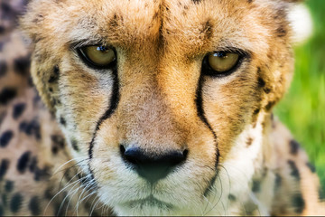 Guépard - Acinonyx jubatus