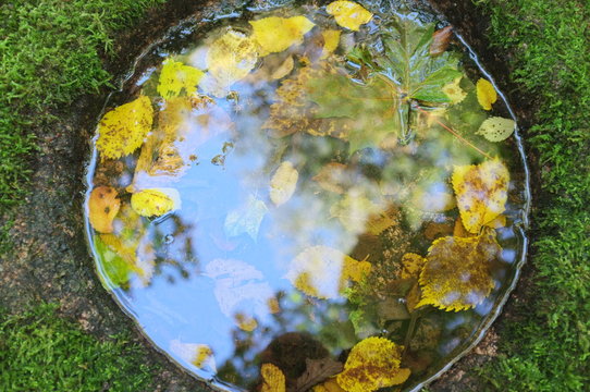 Sacred pagan stone - altar in ancient Lithuanian wood