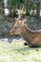 Deer in Itsukushima