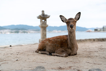 Deer in Itsukushima
