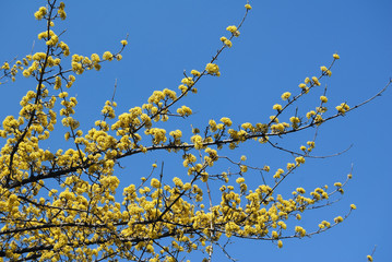 cornel's blossom