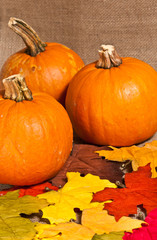 top view, medium distance, table top display of three,freshly picked pumpkins and colorful, autumn, maple leaves on a burlap covering