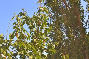 Tree branch