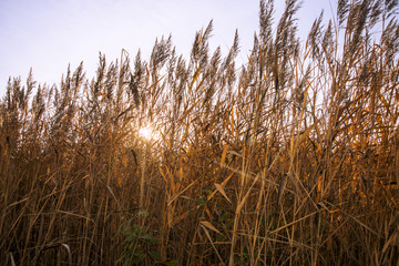 Fototapeta premium Spikelets on the background of the sunset. Abstraction of summer and warm weather
